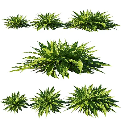 Asplenium Nidus Bird's_Nest Fern 02