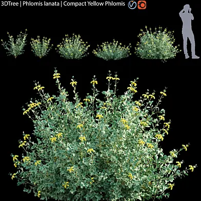 Phlomis lanata | Compact Yellow Phlomis
