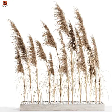 A bunch of Pampas 8