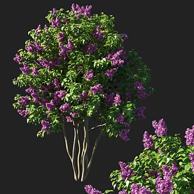 Syringa vulgaris tree pink flowers