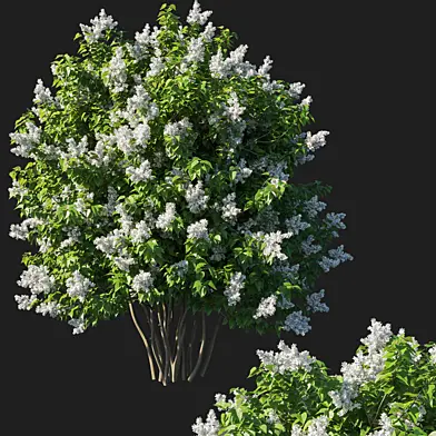 Syringa vulgaris bush white flower