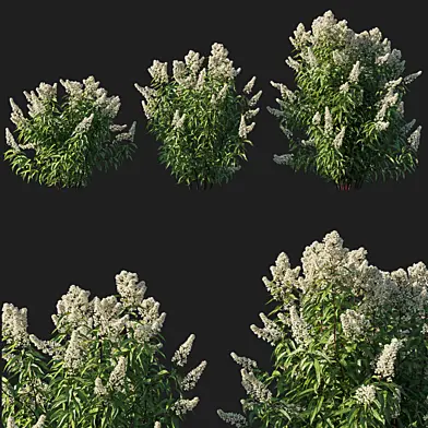 Spiraea alba tree 02
