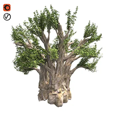 African Baobab Tree