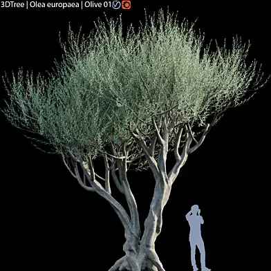 Olive Tree (Europa Olea) #4