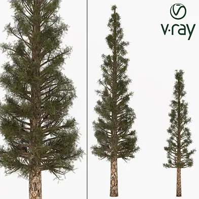 pine 04