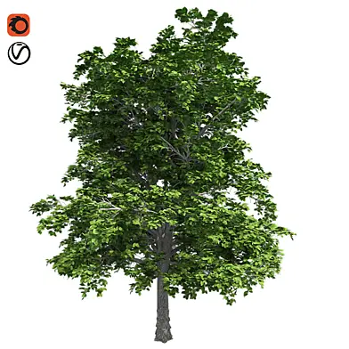 European Linden Tree