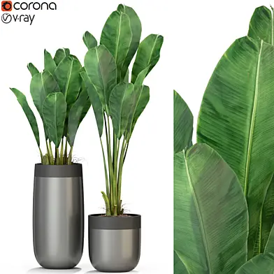Plants collection 308