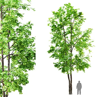 Elm tree_2