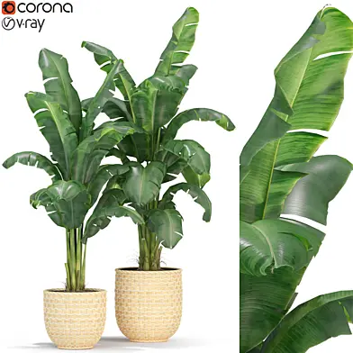 Plants collection 314