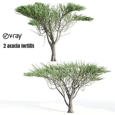 2 Acacia tortilis tree