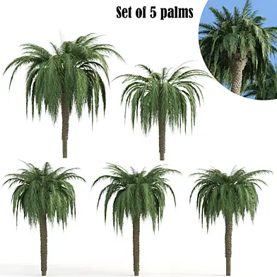 Palm trees