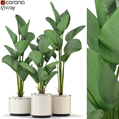 Plants collection 323