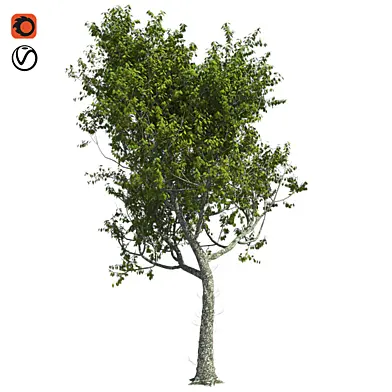 Red Oak Tree