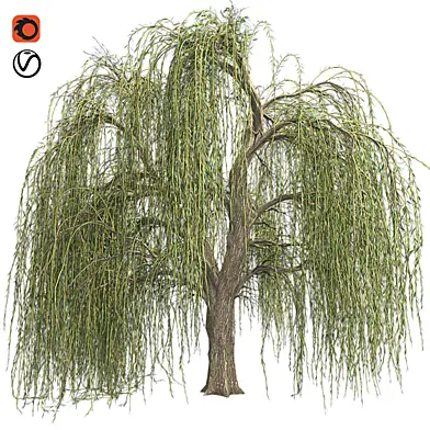 Weeping Willow Tree