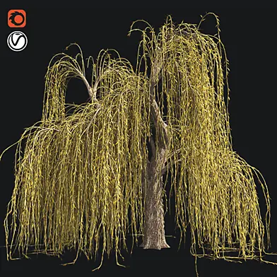 Weeping Willow Fall Tree