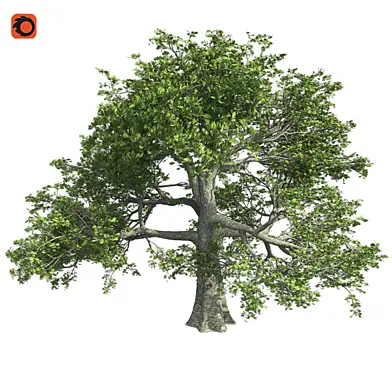 White Oak  Tree Corona