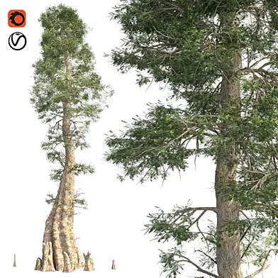 Bald Cypress Tree