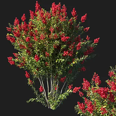 Myrtle Bush Red flowers