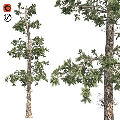 Eastern White Pine Tree with cone