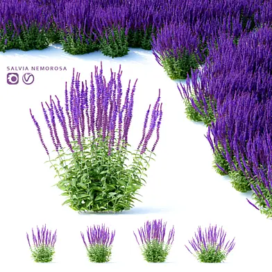 Шалфей дубравный цветы | Salvia nemorosa