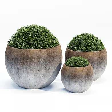 Gris pot