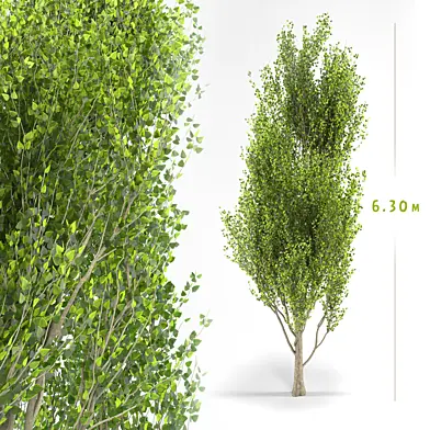 poplar treer | poplar 01