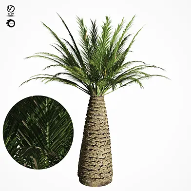 palm tree 6s