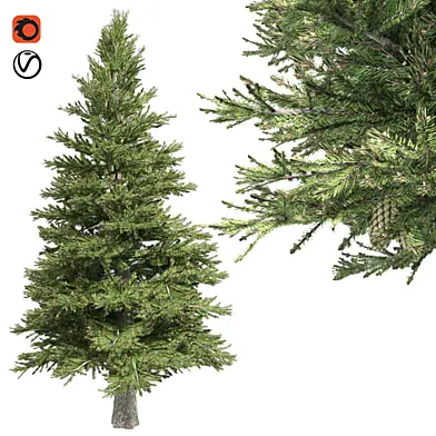 Norway Spruce Tree