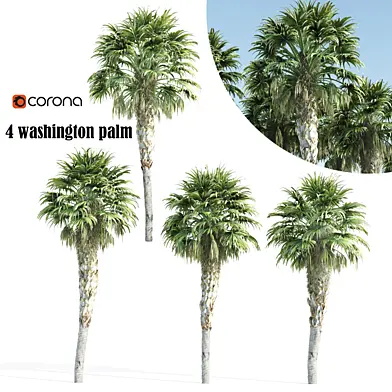washington palm