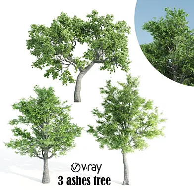 3 ashes tree