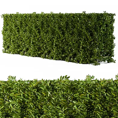 Bush Broadleaf Wall - Cube Form