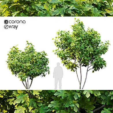 Two fig tree