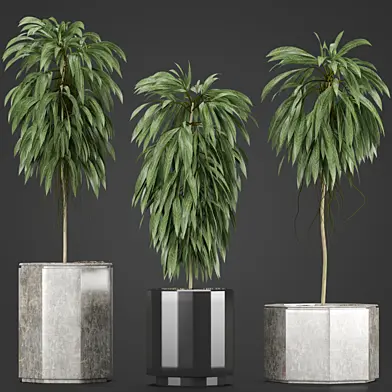 Plants Collection 08