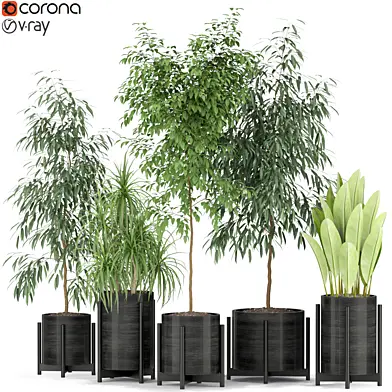 Plants collection 345