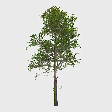 white birch tree