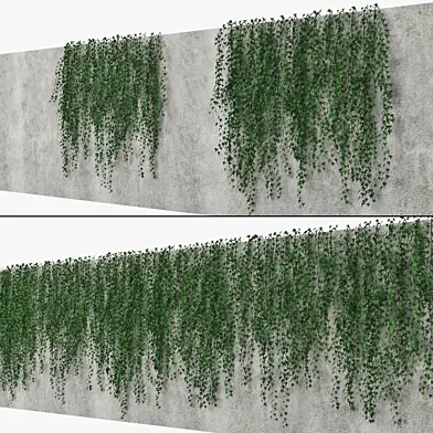 Ivy wall 09