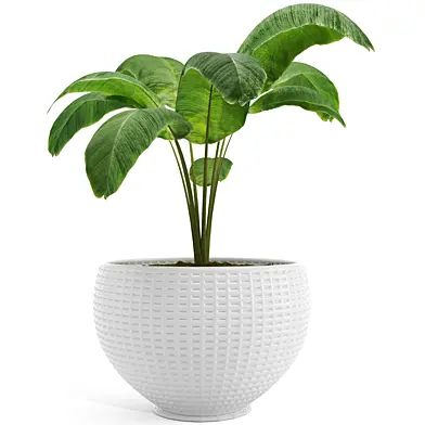 Plant collection 01