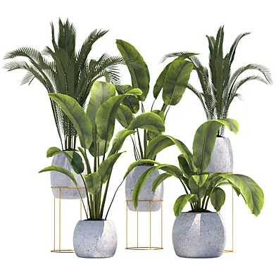 Plants Collection2