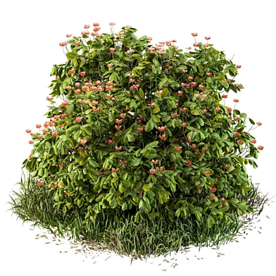 Catharantus Bush with Wild Grass - Outdoor 49