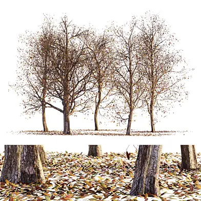 Collection of dry autumn trees 001