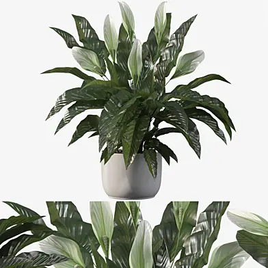 Plants collection 048 - Peace Lily 02