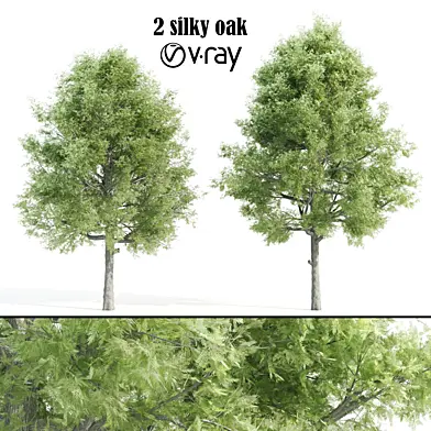 2 silky oak tree -vray