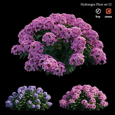 Hydrangea Plant set 22