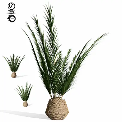 phoenix palm