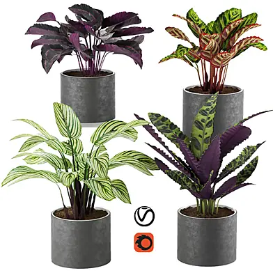calathea Collection 2
