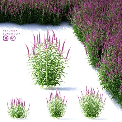 Вероника длиннолистная цветы | Veronica longifolia
