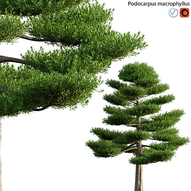 Podocarpus macrophyllus 03