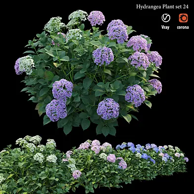 Hydrangea Plant set 24