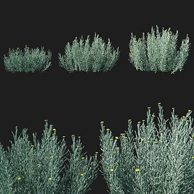 Santolina chamaecyparissus