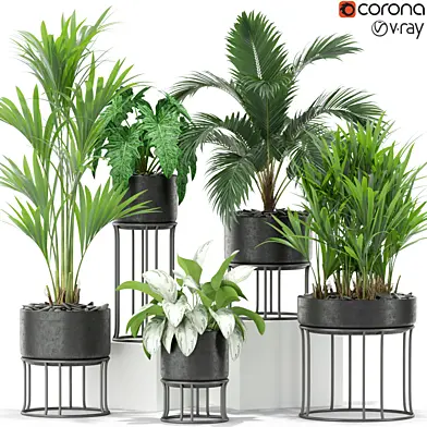 Plants collection 365